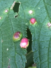 Insecta