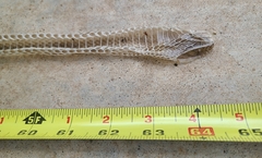 Masticophis flagellum