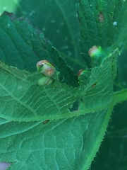 Insecta