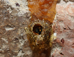 Epsilon chartergiforme