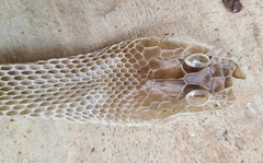 Masticophis flagellum