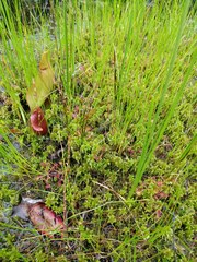 Sphagnum cuspidatum