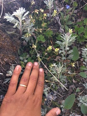 Saxifraga bronchialis funstonii