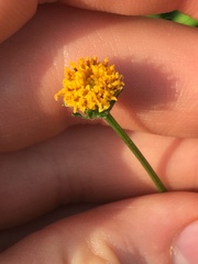Asteroideae