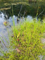 Sphagnum cuspidatum