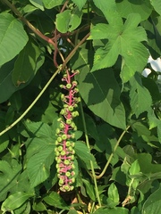 Phytolacca americana