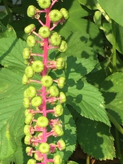 Phytolacca americana