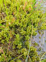 Sphagnum cuspidatum
