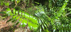 Zamia erosa