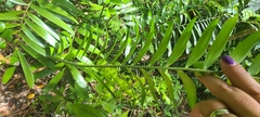 Zamia erosa