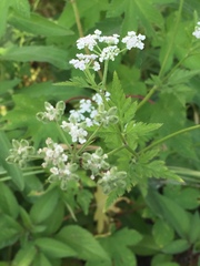 Torilis