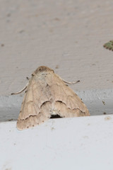Acronicta innotata