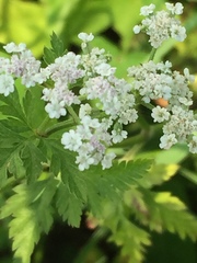 Torilis