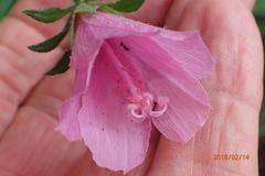 Hibiscus pedunculatus