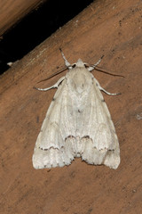 Acronicta innotata