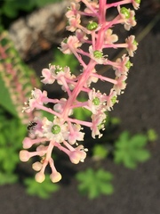 Phytolacca americana