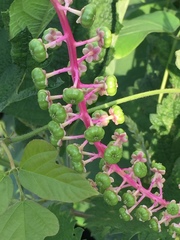 Phytolacca americana