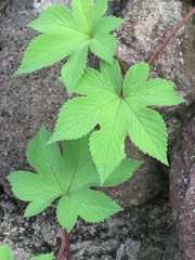 Humulus scandens