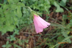 Hibiscus pedunculatus