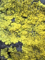 Fungi