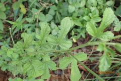 Hibiscus pedunculatus