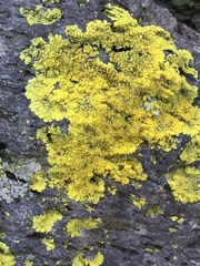Fungi