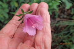 Hibiscus pedunculatus
