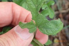 Hibiscus pedunculatus
