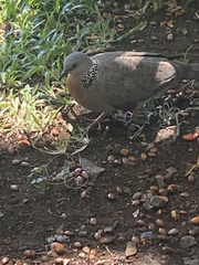 Streptopelia chinensis