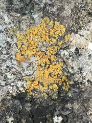Fungi