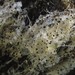 Pilobolus oedipus - Photo (c) maricel patino,  זכויות יוצרים חלקיות (CC BY-NC), uploaded by maricel patino