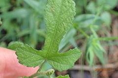 Hibiscus pedunculatus