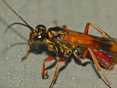 Sphictostethus fugax