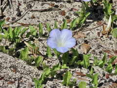 Bonamia grandiflora