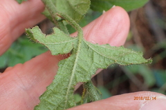 Hibiscus pedunculatus