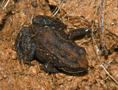 Pristimantis curtipes