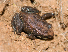 Pristimantis curtipes