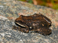 Pristimantis curtipes