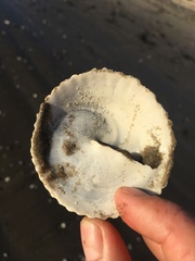 Trochita trochiformis