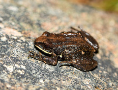 Pristimantis curtipes