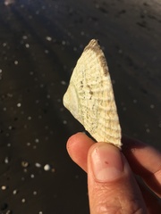 Trochita trochiformis