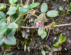 Rubus coriaceus