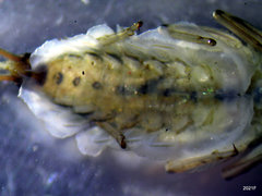 Rhithrogena