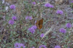 Monardella sheltonii