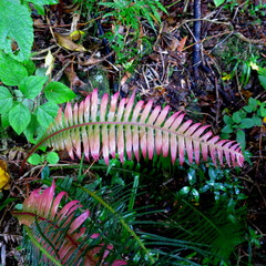 Blechnum attenuatum