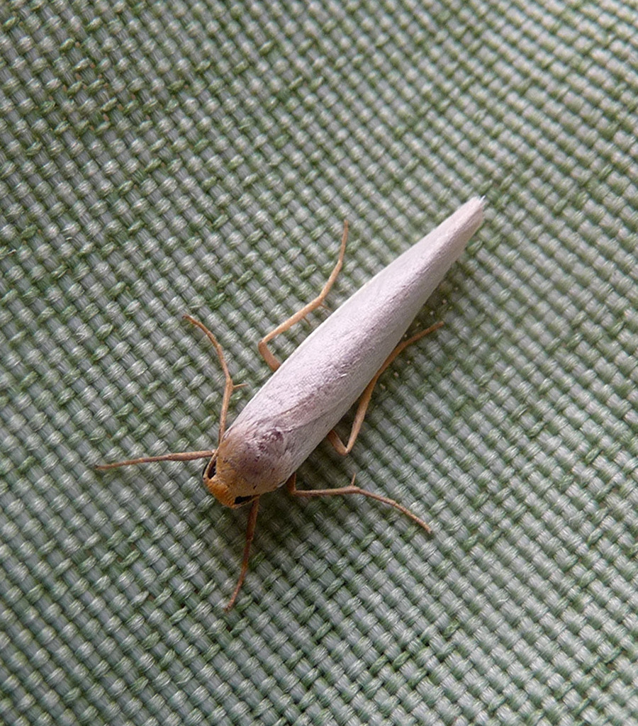 Manulea palliatella