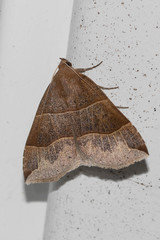 Parallelia bistriaris