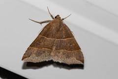 Parallelia bistriaris