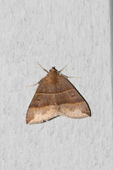 Parallelia bistriaris