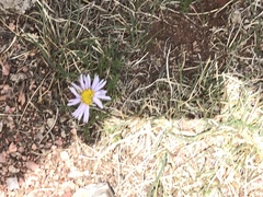 Erigeron pinnatisectus
